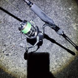 アオリイカ　タチウオです。