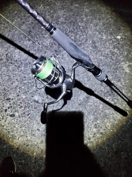 アオリイカ　タチウオです。