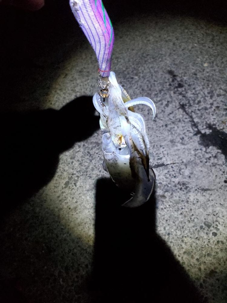 アオリイカとタチウオです!