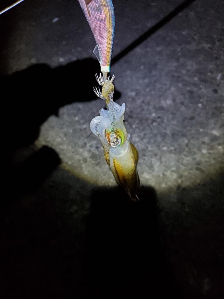 タチウオ、アオリイカ、アジ