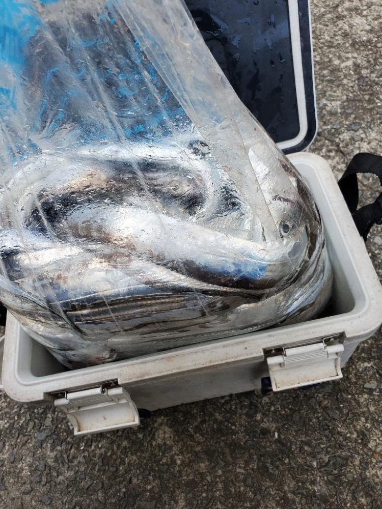 マリーナ付近で全力のタチウオ釣り