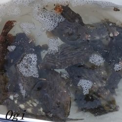 2023年、姫路のカワハギ状況は？