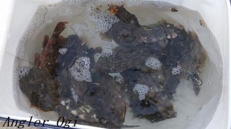 2023年、姫路のカワハギ状況は？