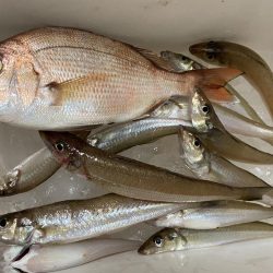 ちょい投げシロギスタ、終了間際の猛チャージ