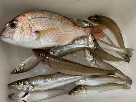 ちょい投げシロギスタ、終了間際の猛チャージ