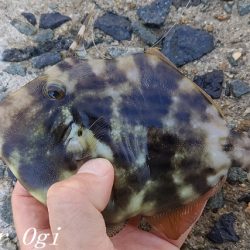 昼までの釣行でカワハギ15枚！