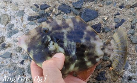 昼までの釣行でカワハギ15枚！