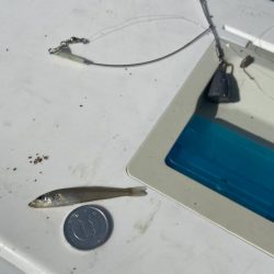 ちょい投げシロギスタのプチ穴残業