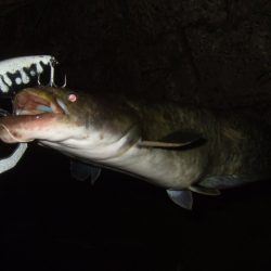 まだまだ夏のパターン