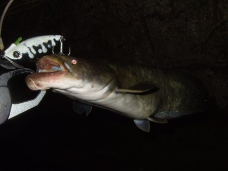 まだまだ夏のパターン