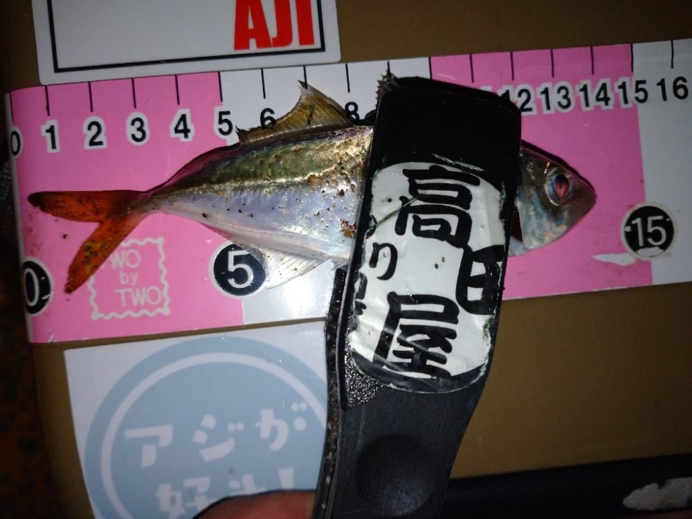 今夜はアジング修行