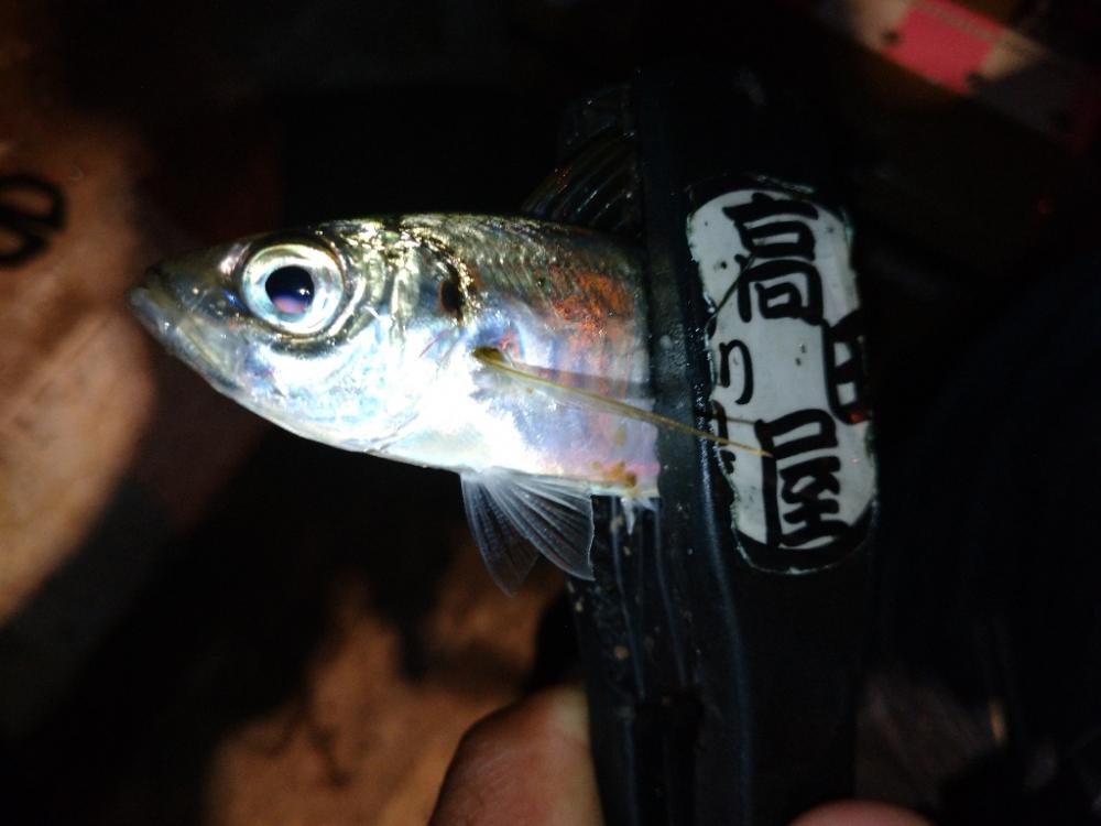 雨上がり爆風アジング修行