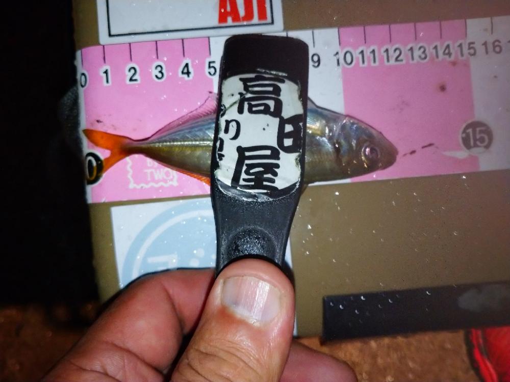 今夜もアジング