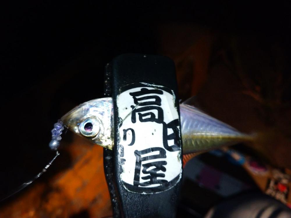 今夜も豆アジ修行