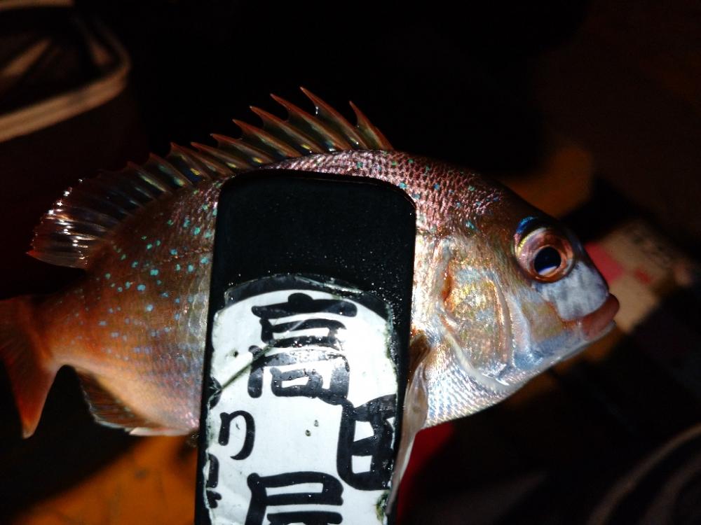 今夜のアジング