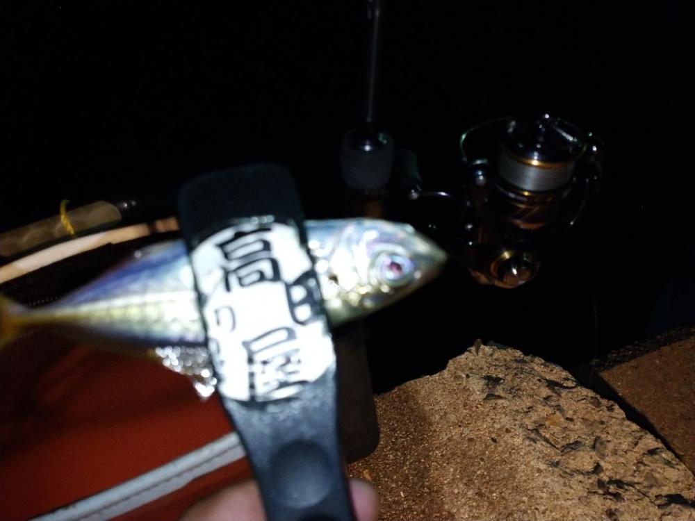 今夜もアジング