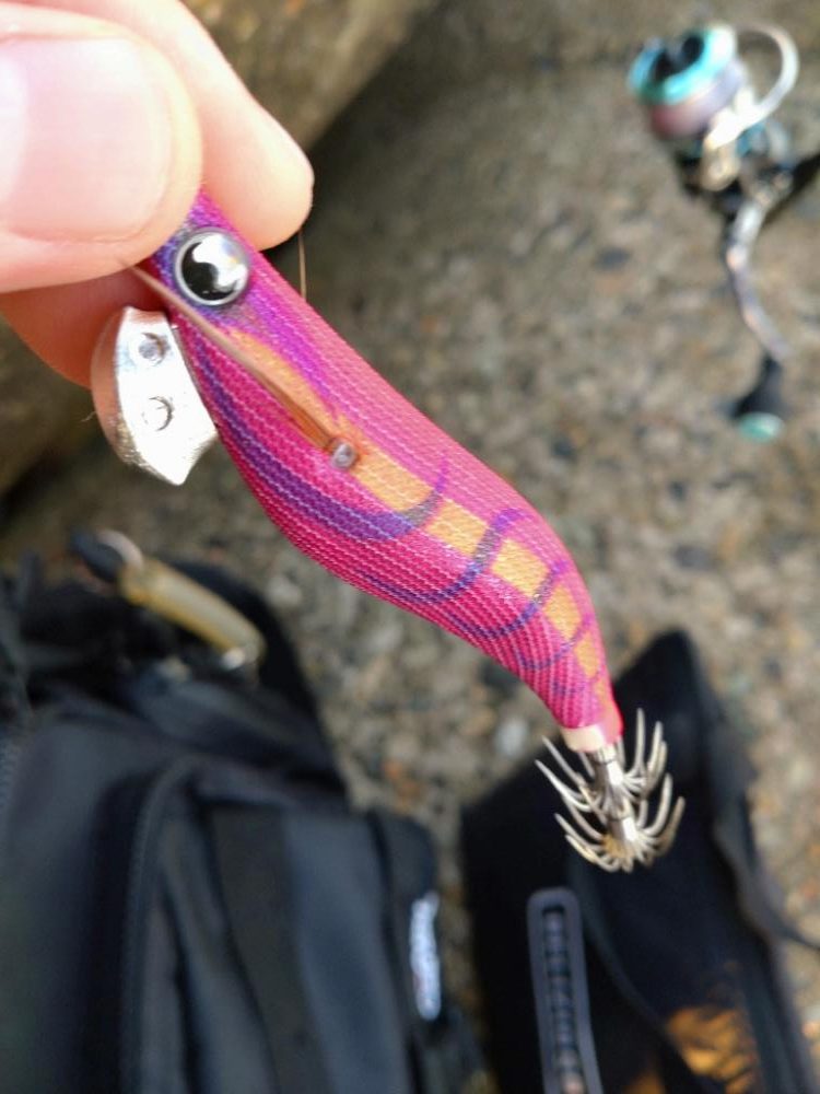 アオリイカ2杯！