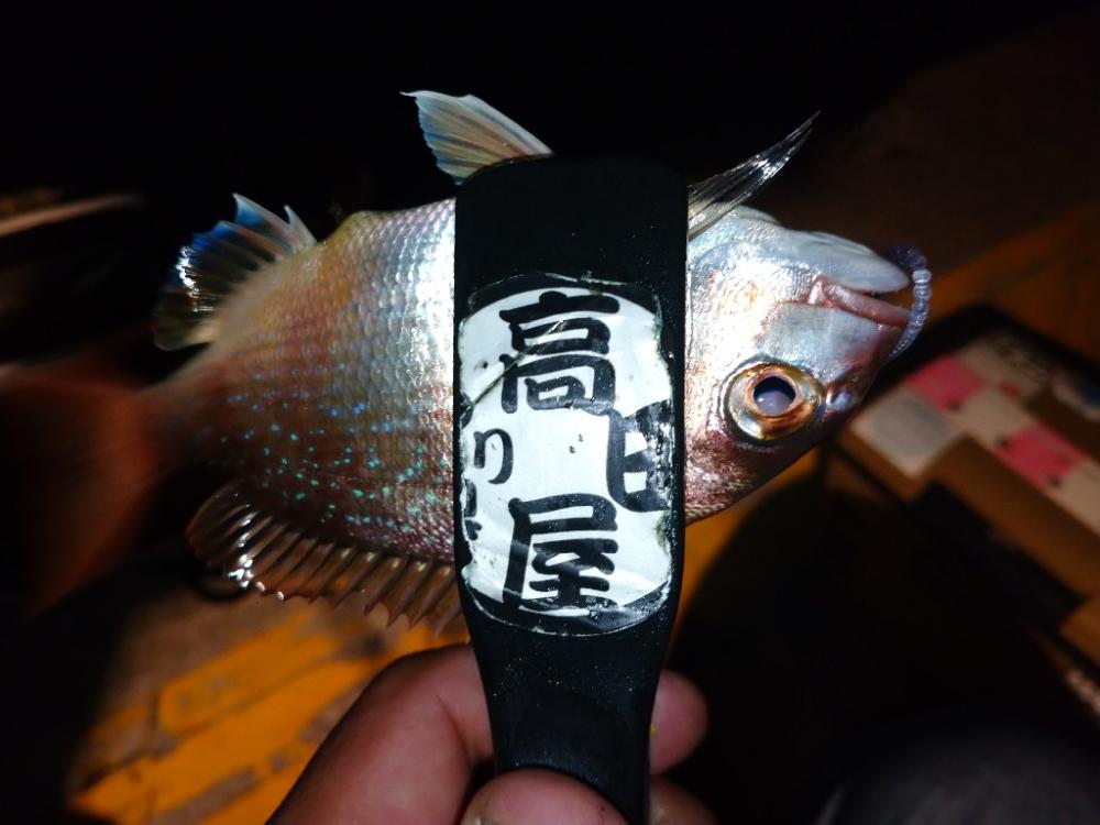 今夜はアジング修行