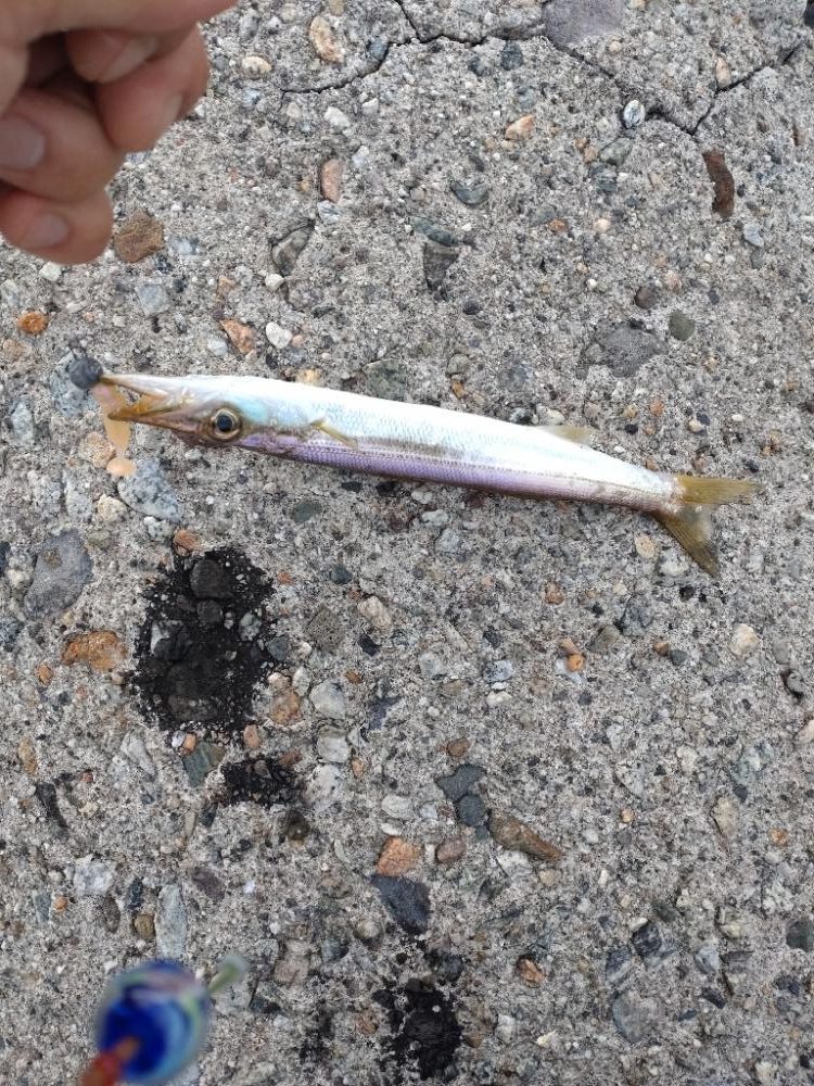 アオリイカ3杯！コウイカ1杯！カマス多数