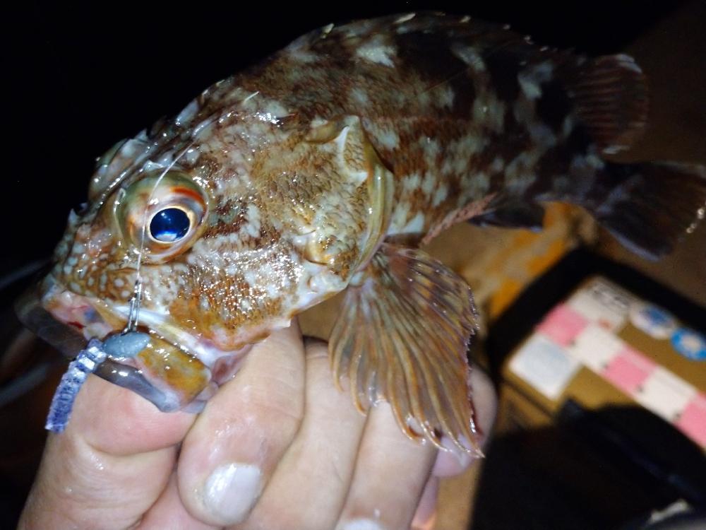 今夜もアジング修行