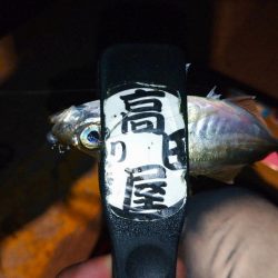 今夜もアジング修行