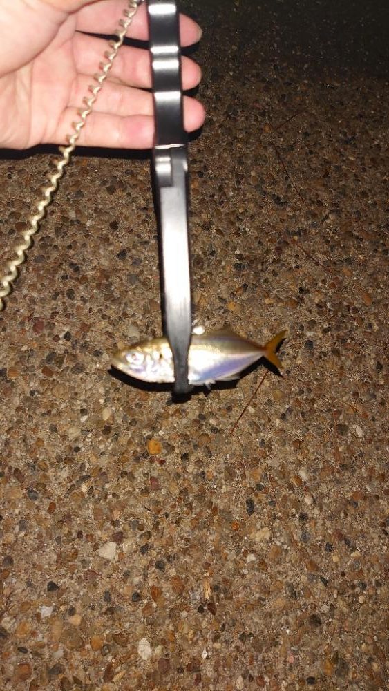 思い出のロッドがあるじゃないか！