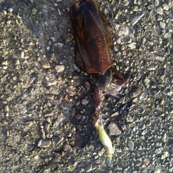 沖漬けが食べたくなって