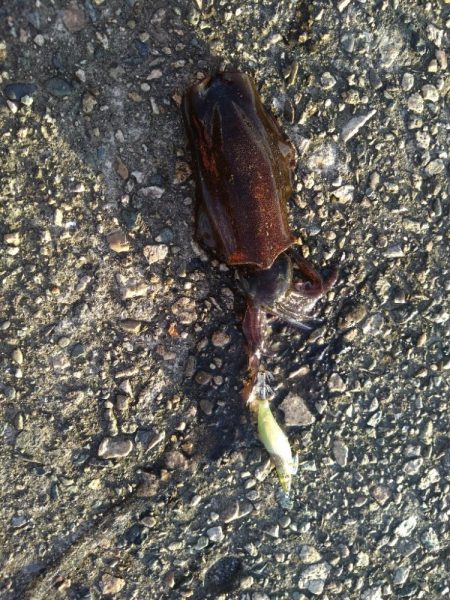 沖漬けが食べたくなって