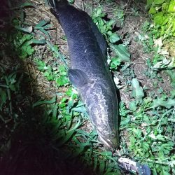 夜ナマズ