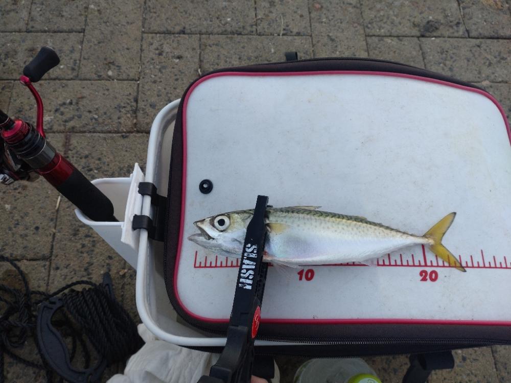 シーサイドコスモ アジング⇨サヨリング