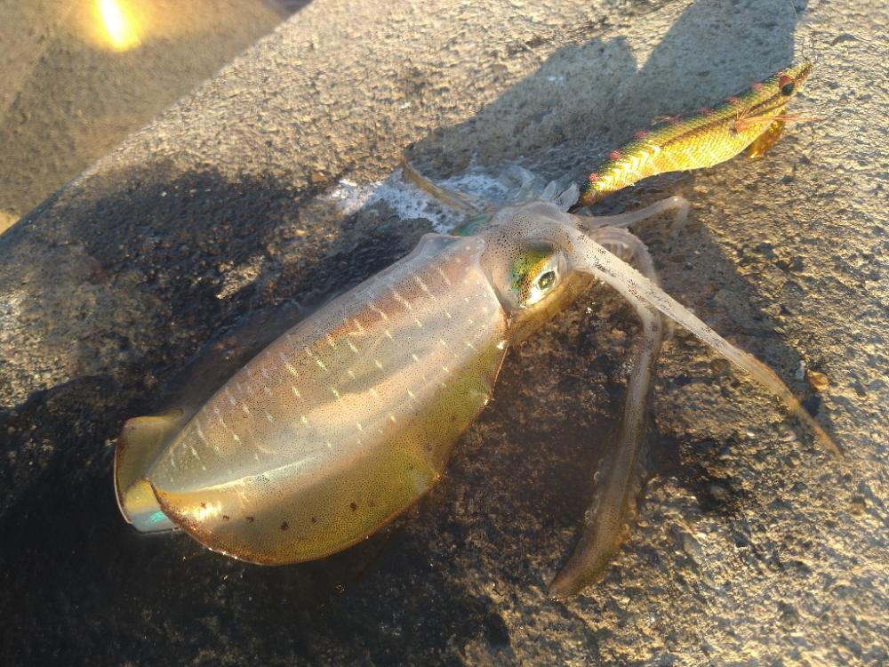 越前海岸テトラエギング