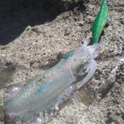 デイ磯エギング