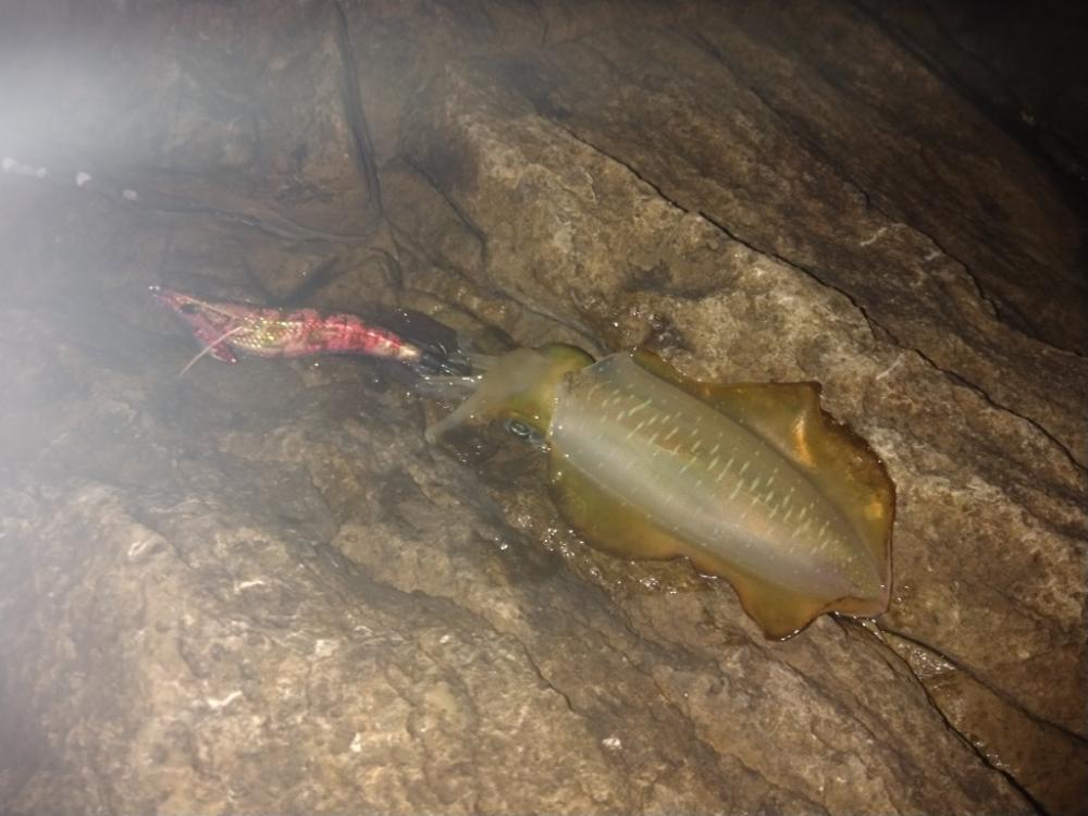 明るくなってからが本番