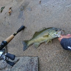 午後より数釣り