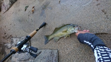 午後より数釣り