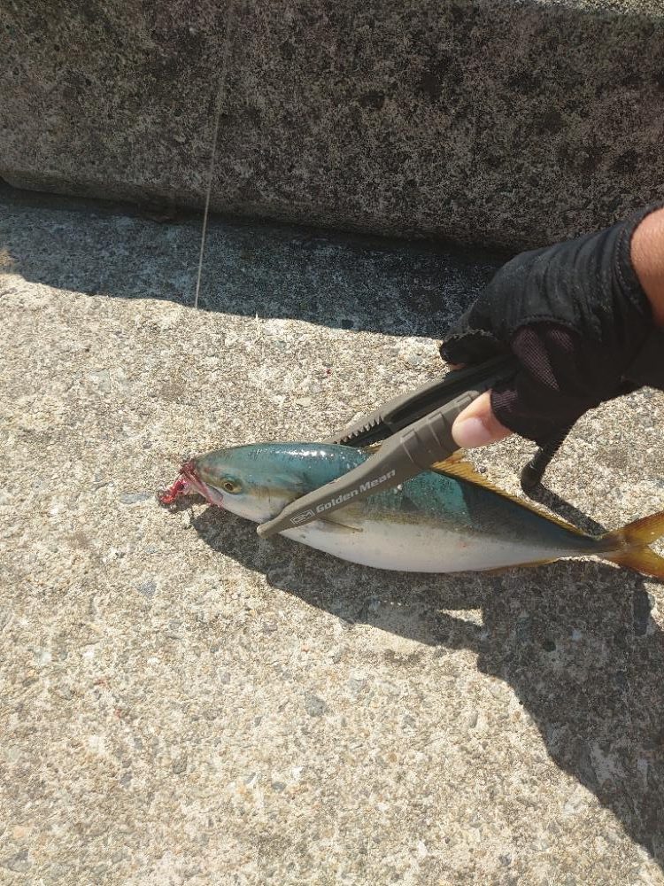 ジャンプする魚