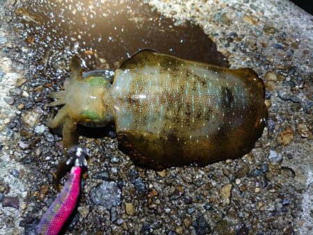 アオリイカシーズン開幕!