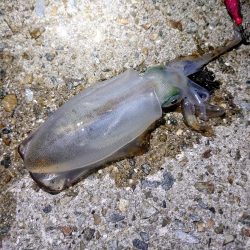 アオリイカを狙って