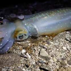 シーバスとイカ