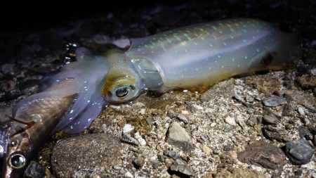 シーバスとイカ