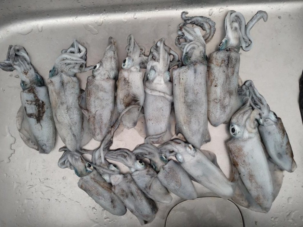 ティップラン開幕！！