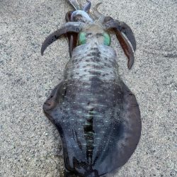 2023 佐渡ヶ島エギング 19回目【9月28日】