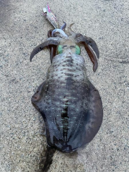 2023 佐渡ヶ島エギング 19回目【9月28日】