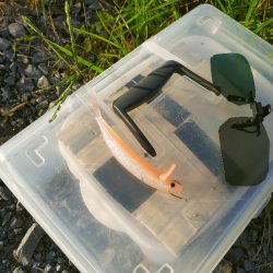 初めてブラックバス釣りました(^^)