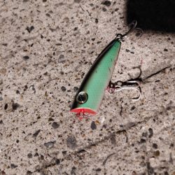 セイゴ一匹　トップで(^^)