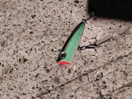 セイゴ一匹　トップで(^^)