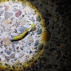 セイゴ7匹(18～24cm)