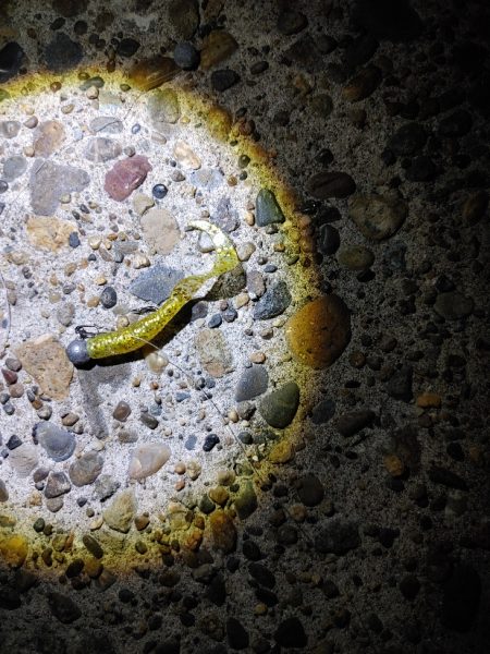 セイゴ7匹(18～24cm)