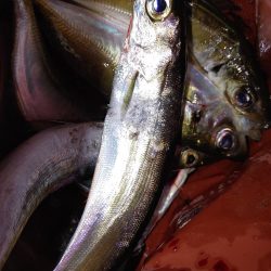 エギングとアジング