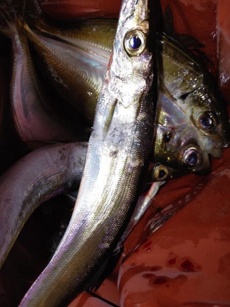 エギングとアジング